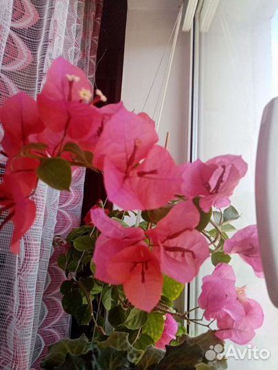 Бугенвиллия красная Продаются отростки