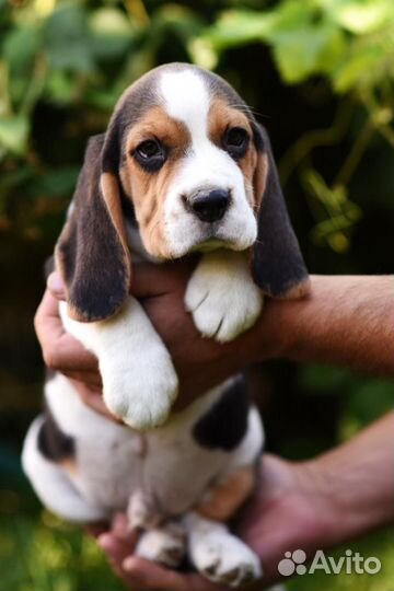 Щенки бигль