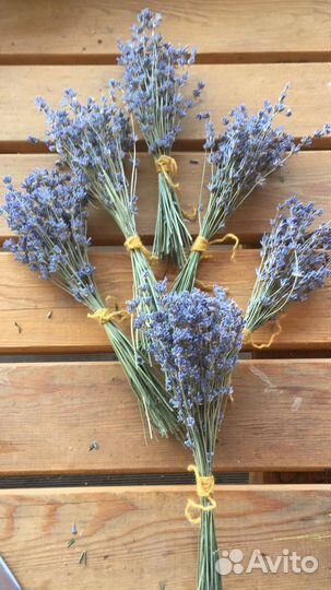 Лаванда сухоцвет