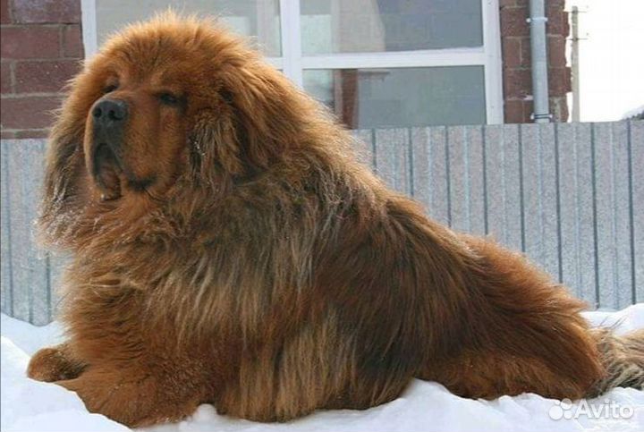 Тибетский мастиф