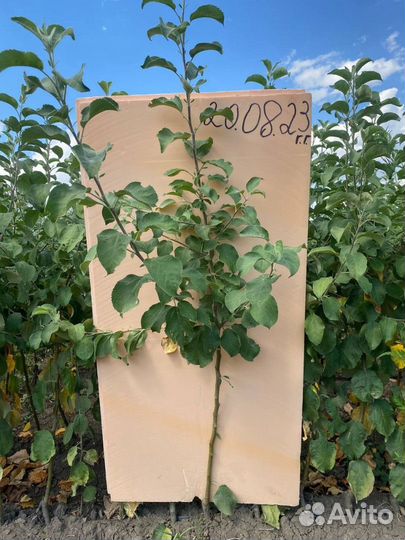 Саженцы яблони Моди М-9