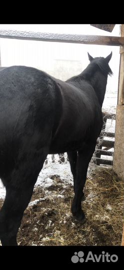 Продается мерин