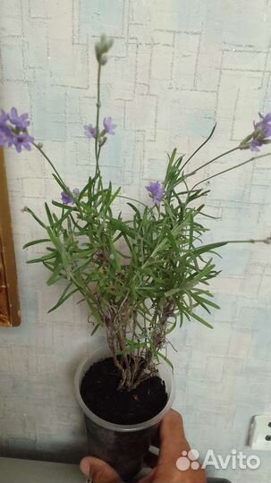 Крымская Лаванда сорт 