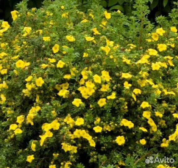 Лапчатка кустарниковая