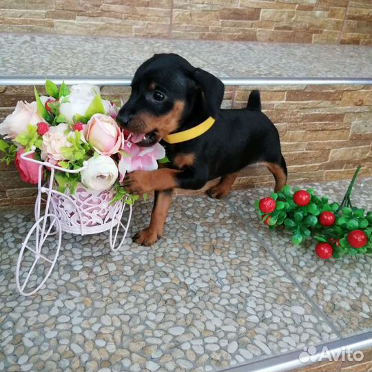 Щенки цвергпинчера