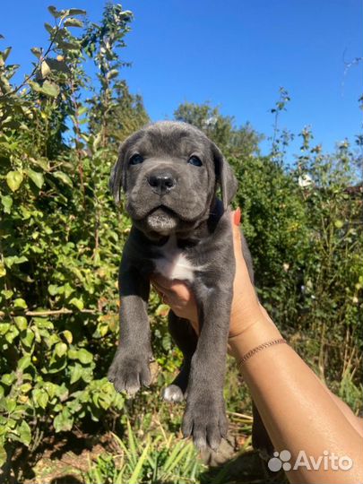 Щенки кане Корсо