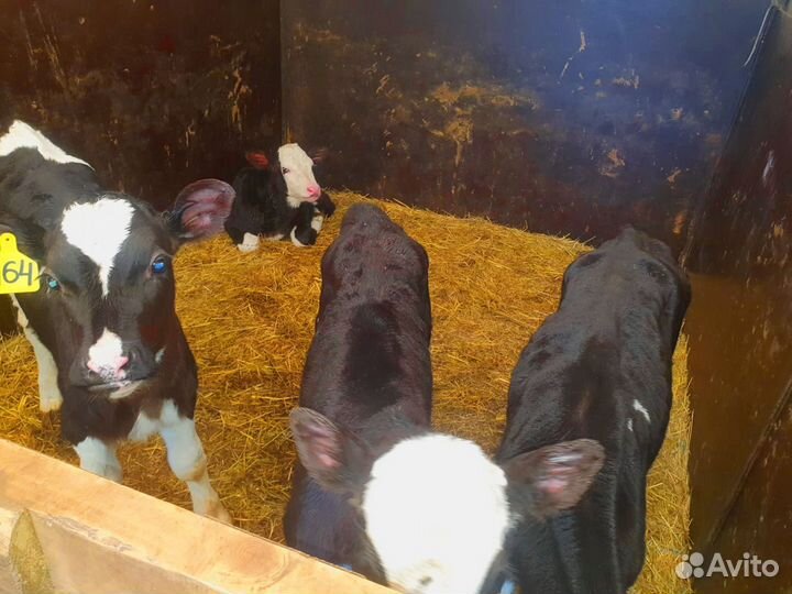 Телята. Доставка бесплатно