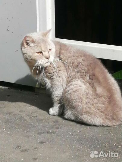Кошка в дар бесплатно