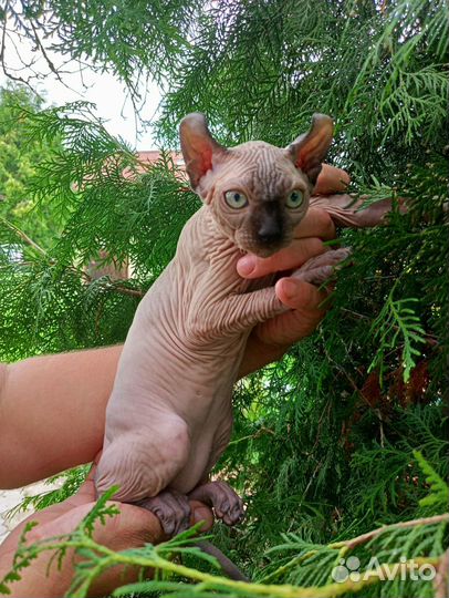 Котенок эльф