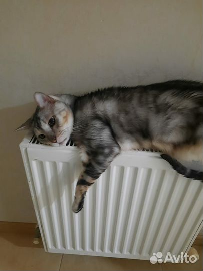 Кошка в дар