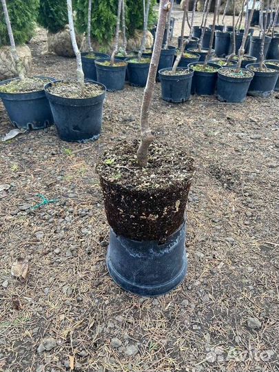 Черевишня саженцы с доставкой