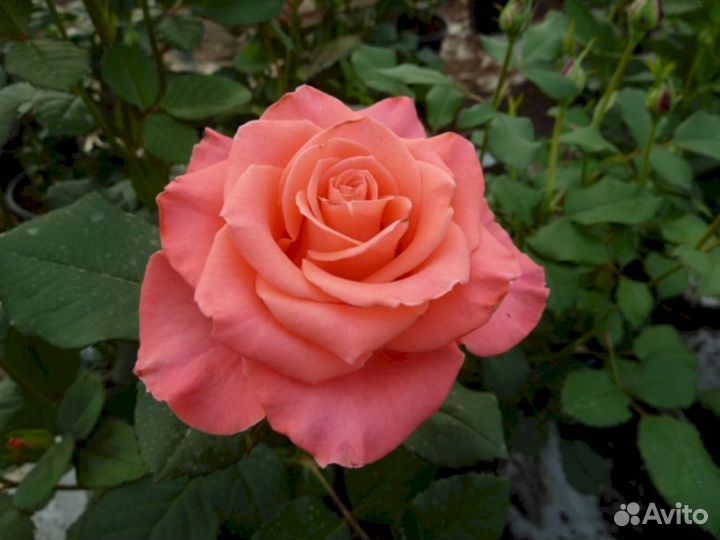 Саженцы роз Амстердам пинк