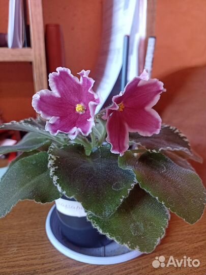 Фиалки цветущие в горшке