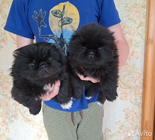 Щенки пекинеса