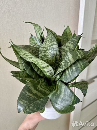 Сансевиерия ханни пышный куст