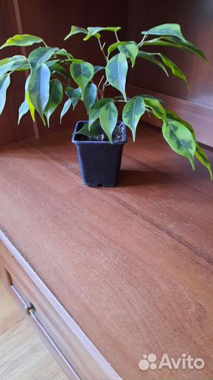 Фикус бенджамина пестролистный