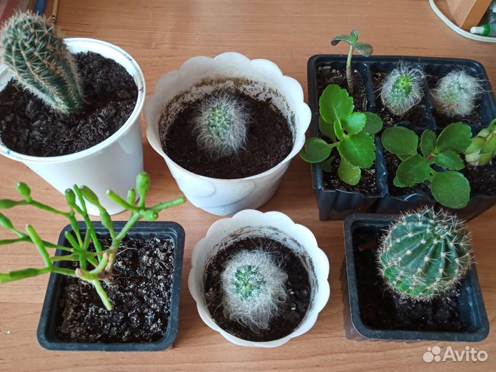 Кактусы,алоэ,толстянка,каланхоэ,атиора,хавортия