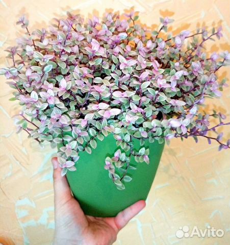 Каллизия пинк пантера