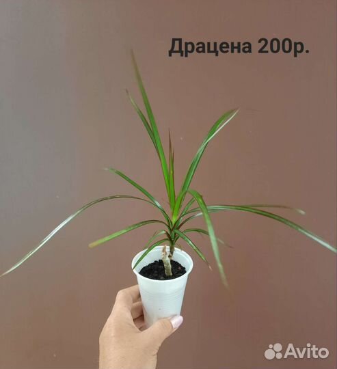 Сансевиерия, сингониумы, филодендроны