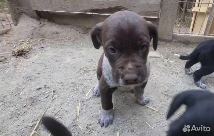 Щенки разные в добрые руки