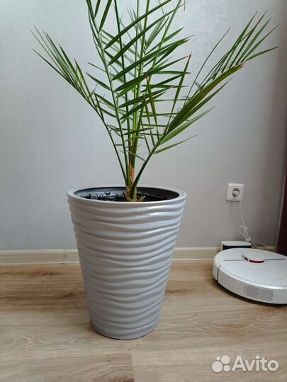 Финиковая-королевская пальма