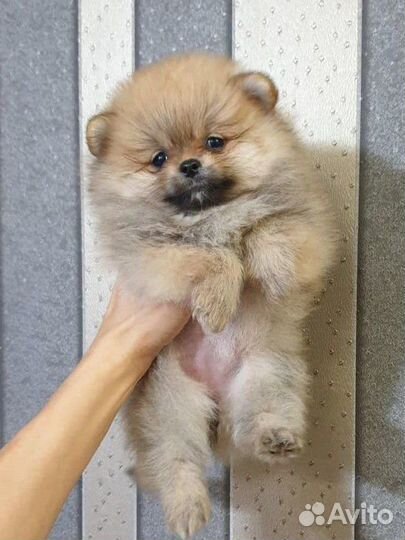 Померанский шпиц медвежьего типа