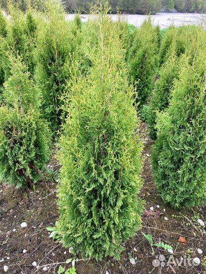 Туя Колумна 1.50