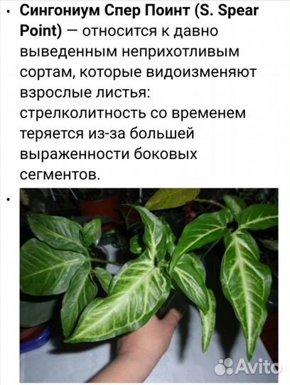 Сингониум спер поинт