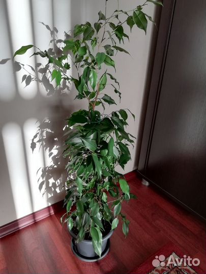 Фикус Бенджамина