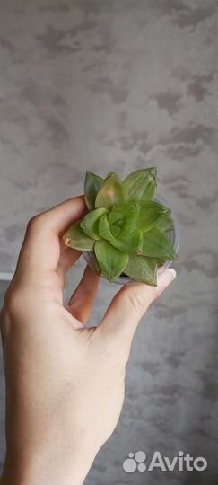 Суккуленты