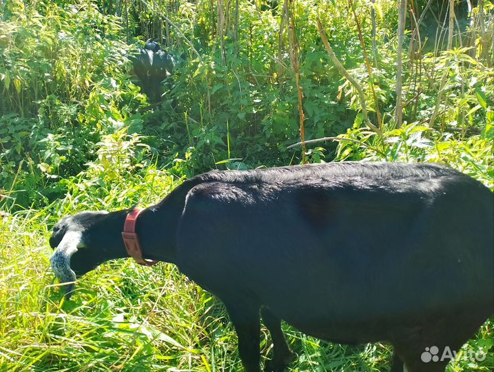 Коза дойная молочная нубийские