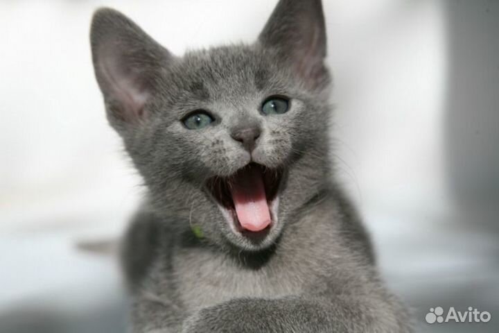 Туман -Котенок -полукровка с русской голубой-2 мес