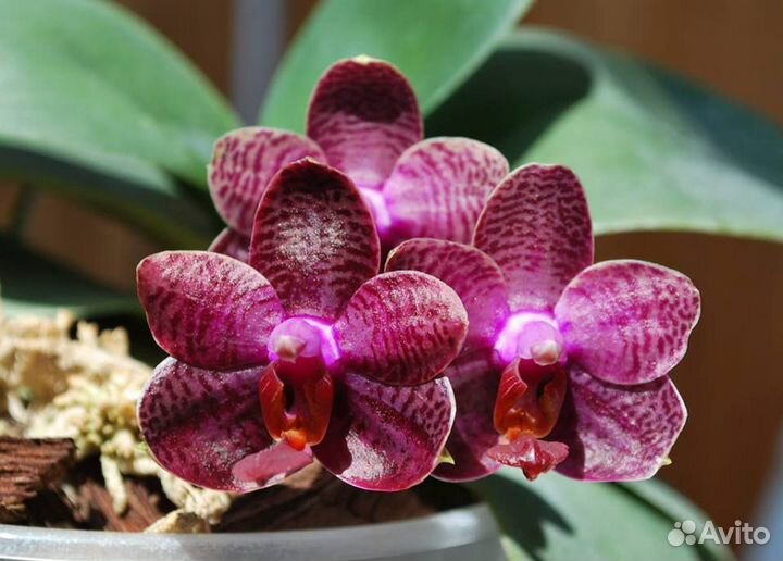 Сортовые азиатские подросхтки орхидей