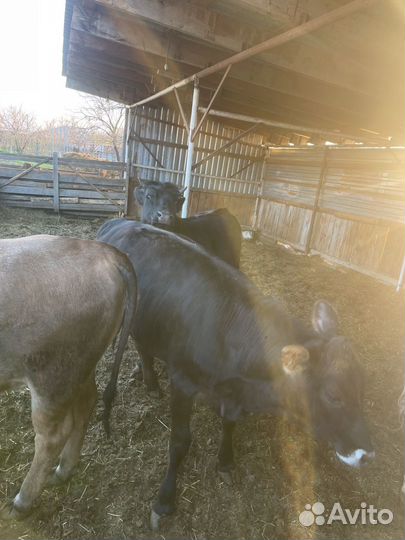 Телки с откорма