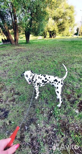 Далматин вязка