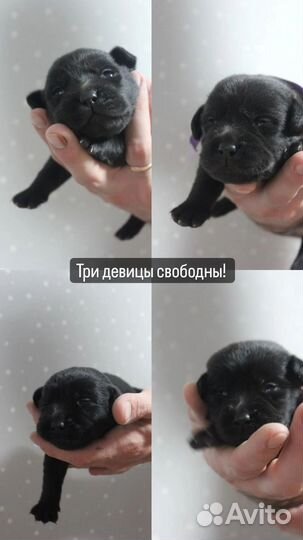 Лабрадор ретривер