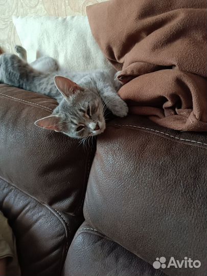 Кошка ищет дом