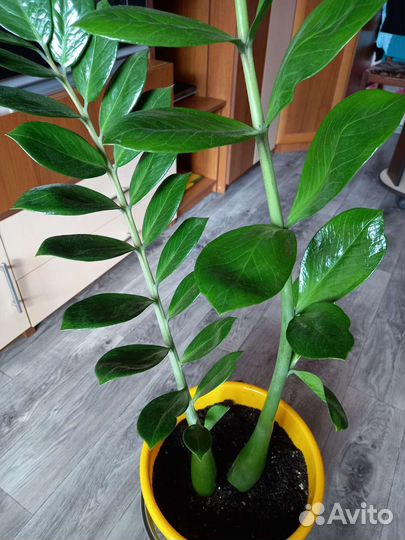 Замиокулькас