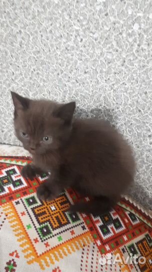 Продам британского котенка