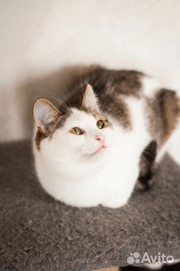 Самая обычная кошка