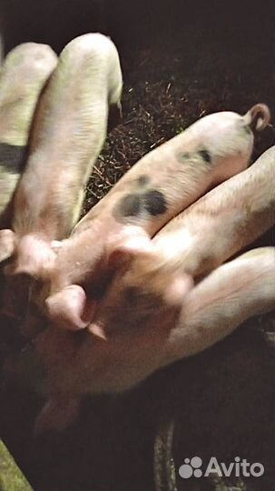 Поросята домашние