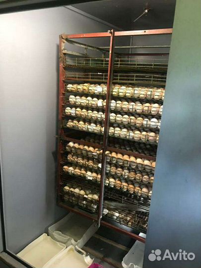 Инкубатор для яиц