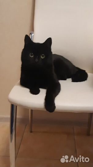 Отдам кота в добрые руки