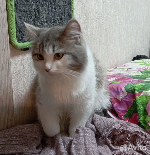 Котенок в добрые руки