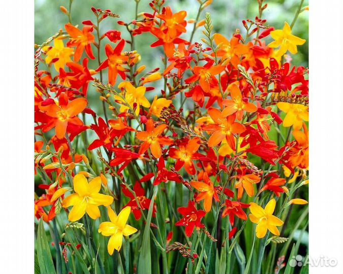 Крокосмия Voyager