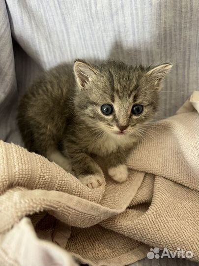 Котенок серый мальчик