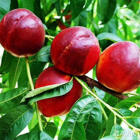 Саженцы нектарин фантазия