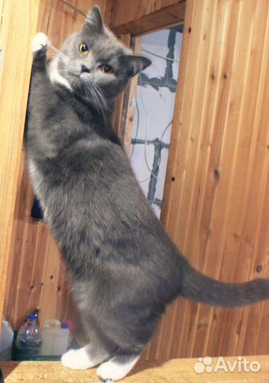 Кошечка метис британской