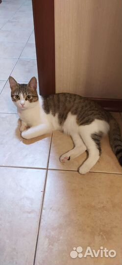 Кошка в дар бесплатно