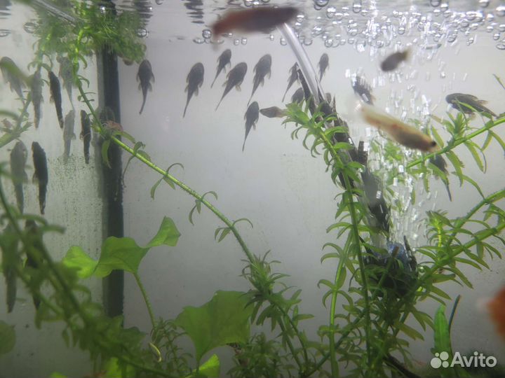 Мальки сомов-анциструсов